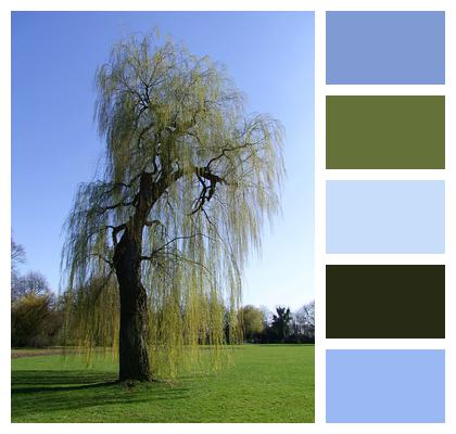 Tree Weeping Willow Pasture Image